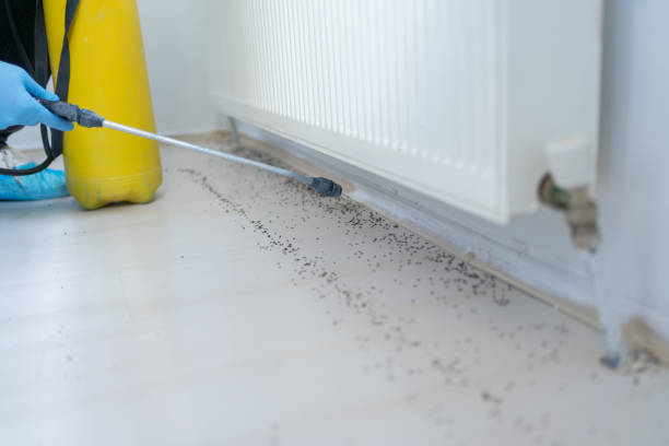Reliable Alamo, CA Pest Control Solutions