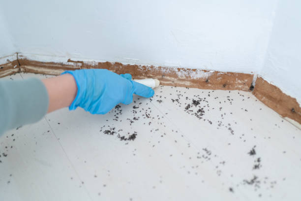 Best Pest Removal Services  in Alamo, CA